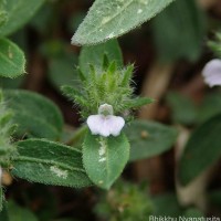 Rostellularia procumbens (L.) Nees